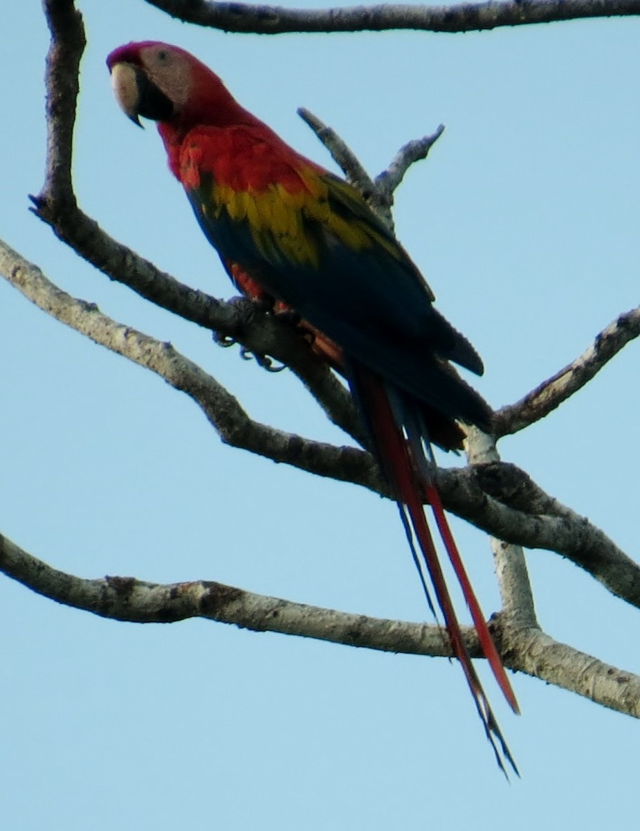 Scarlet Macaw - ML42679301