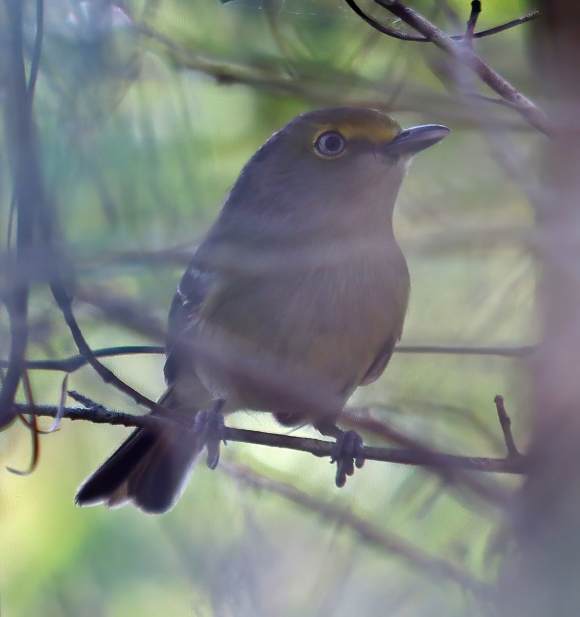 White-eyed Vireo - Steve Collins