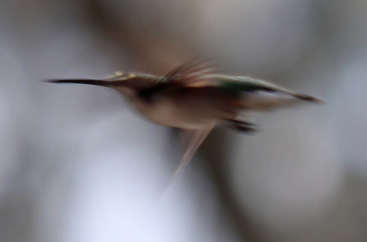 Ruby-throated Hummingbird - Steve Collins