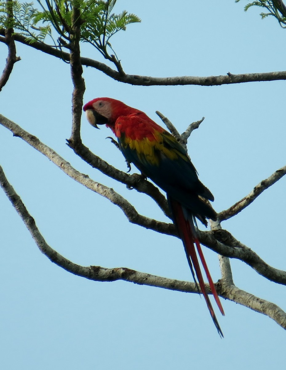 Scarlet Macaw - ML42679311