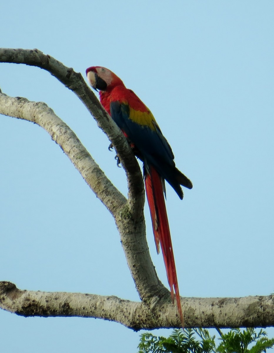 Scarlet Macaw - ML42679321
