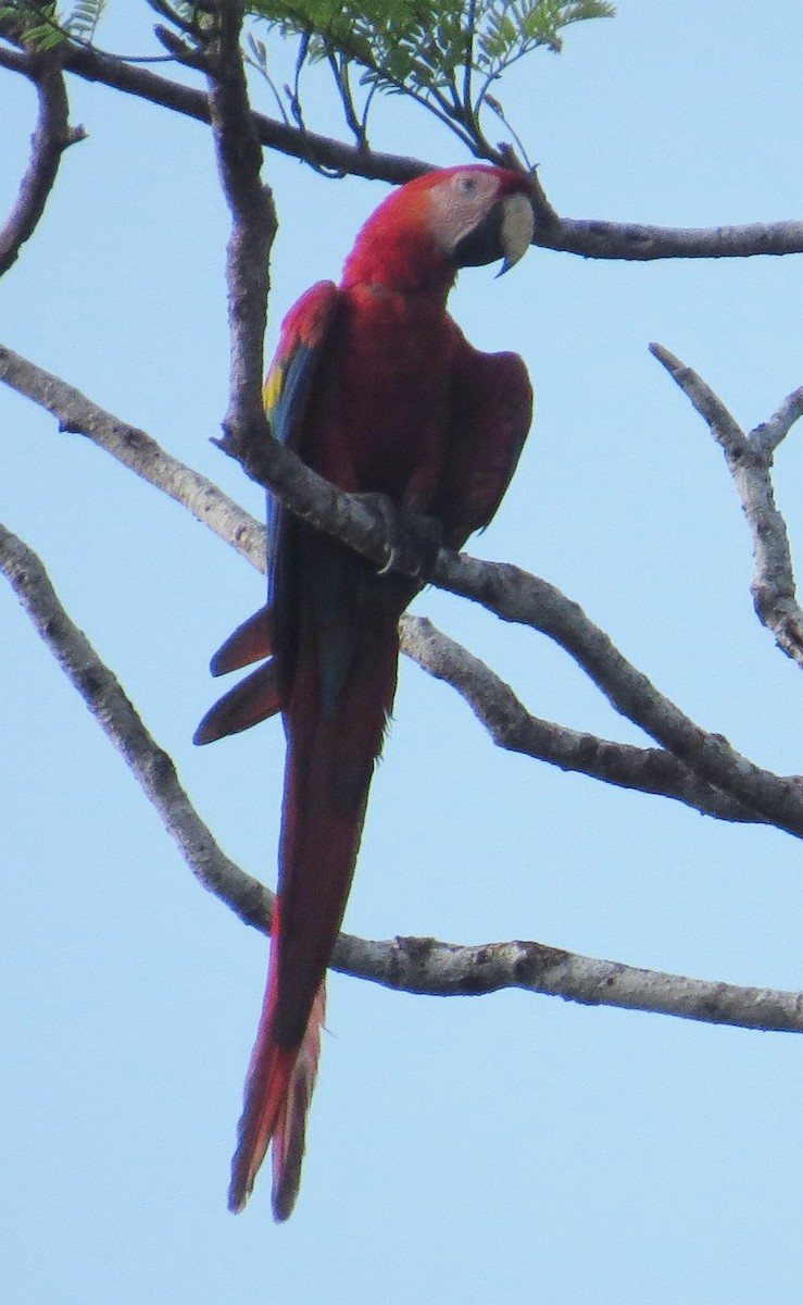 Scarlet Macaw - ML42679331