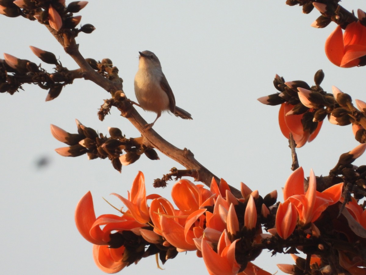 Gray-breasted Prinia - ML426793361