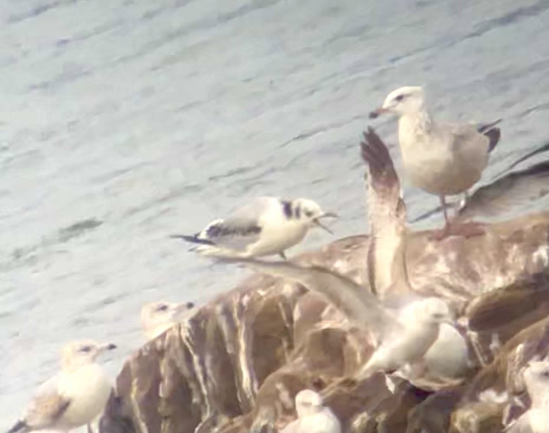 Black-legged Kittiwake - ML426793451