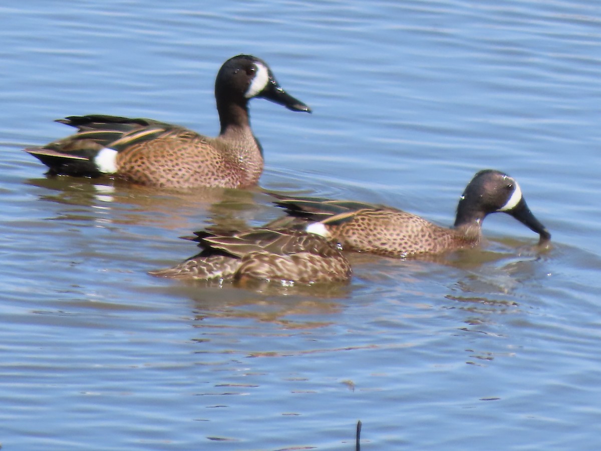 Blue-winged Teal - ML426793791