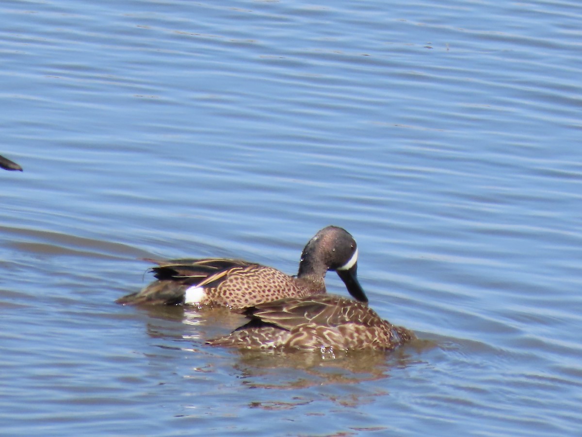 Blue-winged Teal - ML426793941