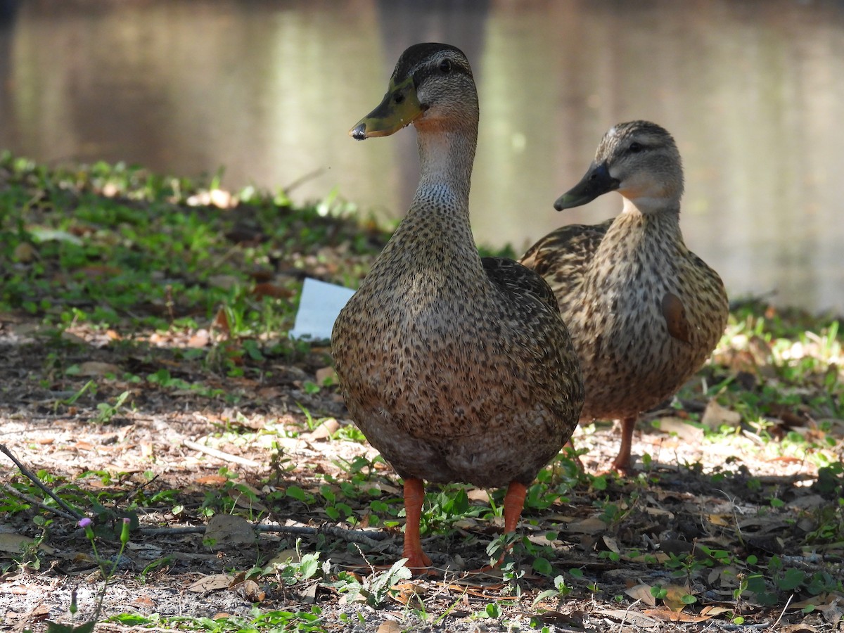 Mallard/Mottled Duck - ML426795101