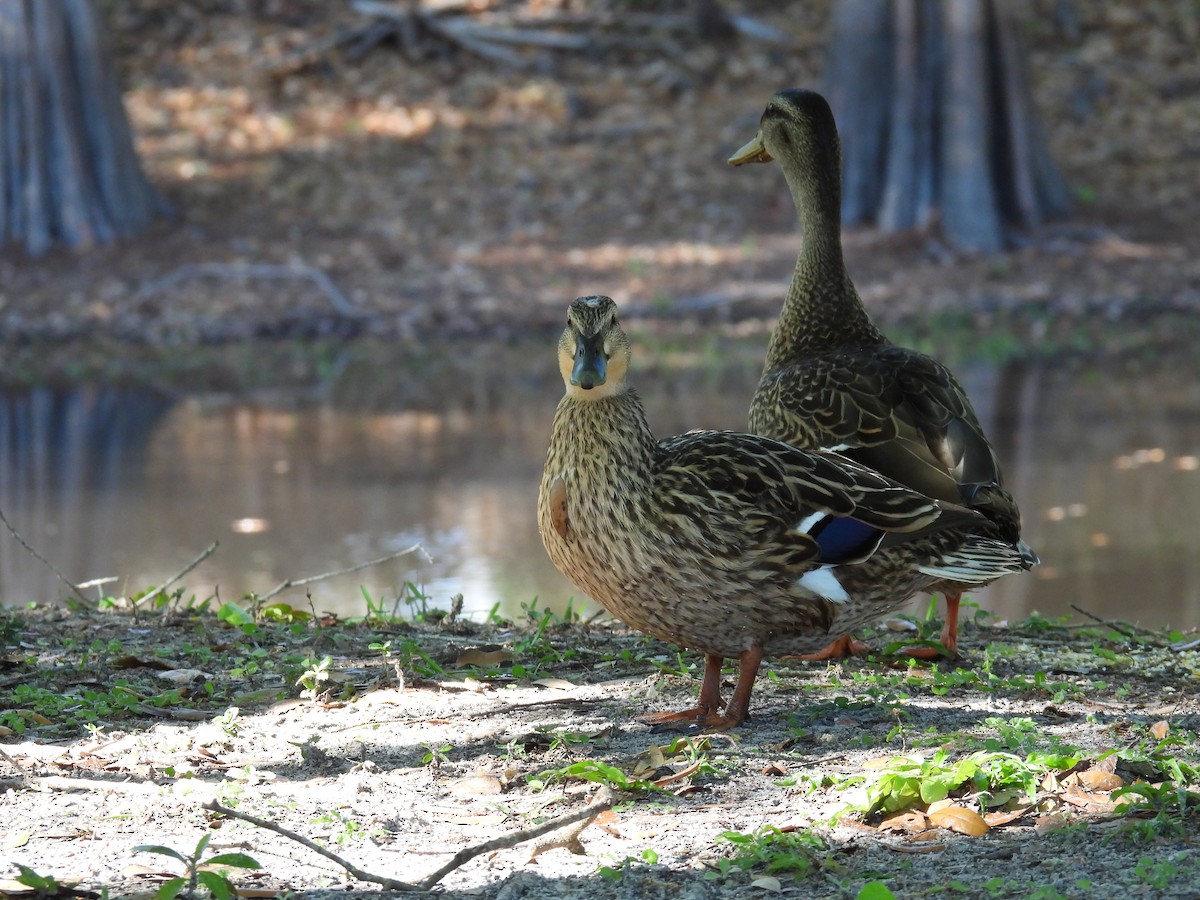 Mallard/Mottled Duck - ML426795111