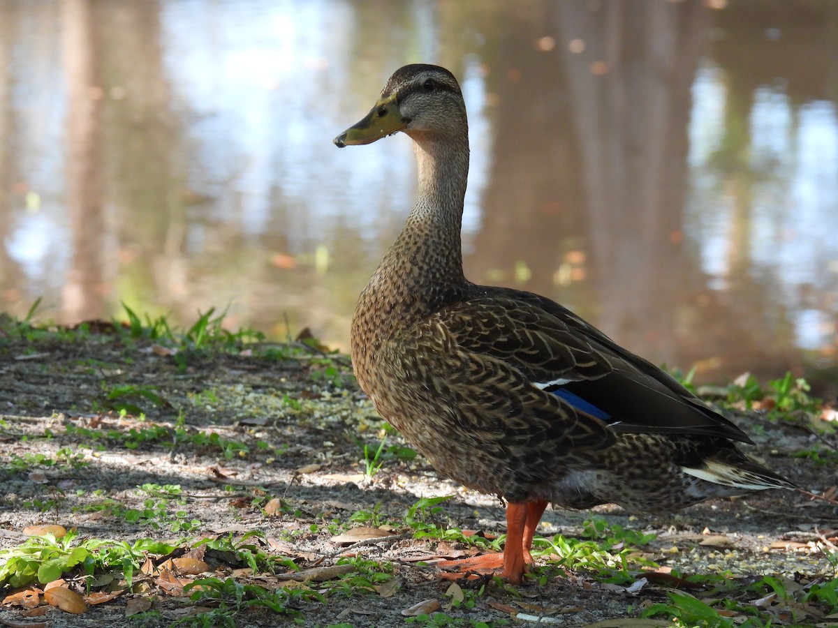 Mallard/Mottled Duck - ML426795121