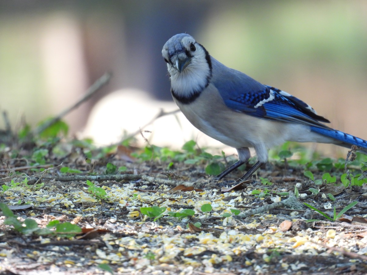 Blue Jay - ML426795201