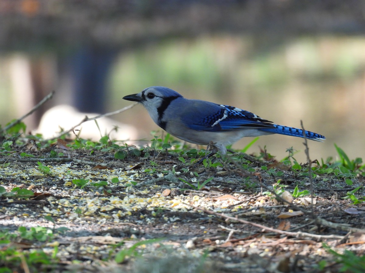 Blue Jay - ML426795211