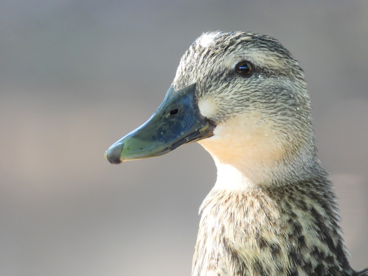 Mallard/Mottled Duck - ML426795251