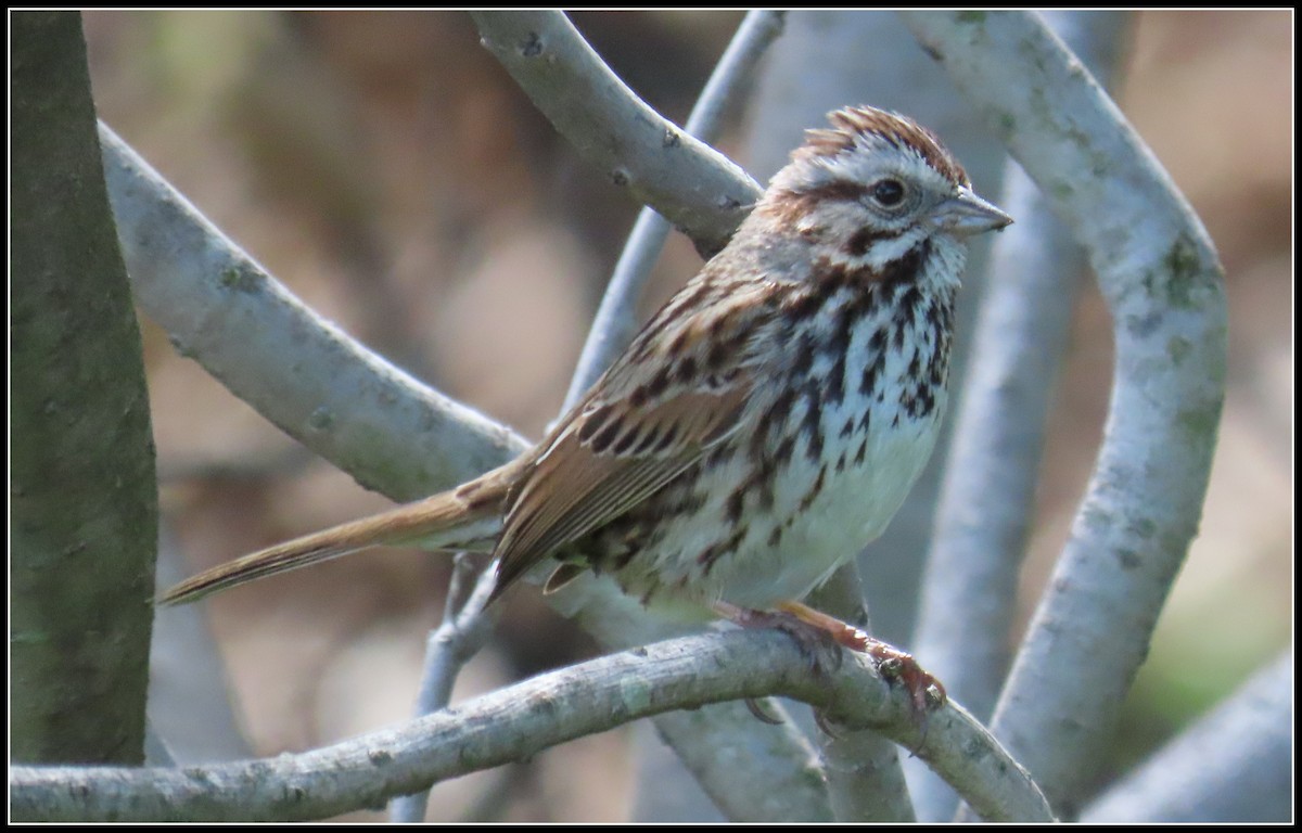 Song Sparrow - ML426795521