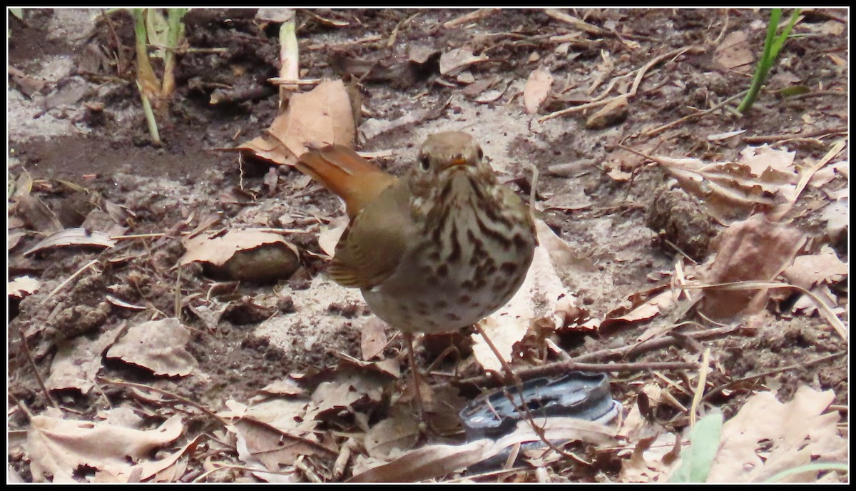 Hermit Thrush - ML426795721