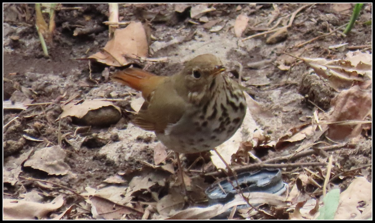 Hermit Thrush - ML426795741