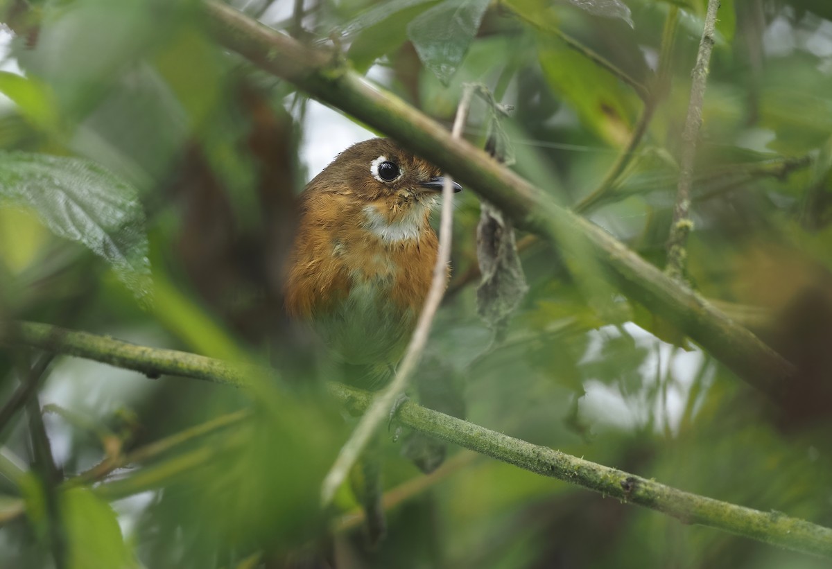 Leymebamba Antpitta - ML426799201