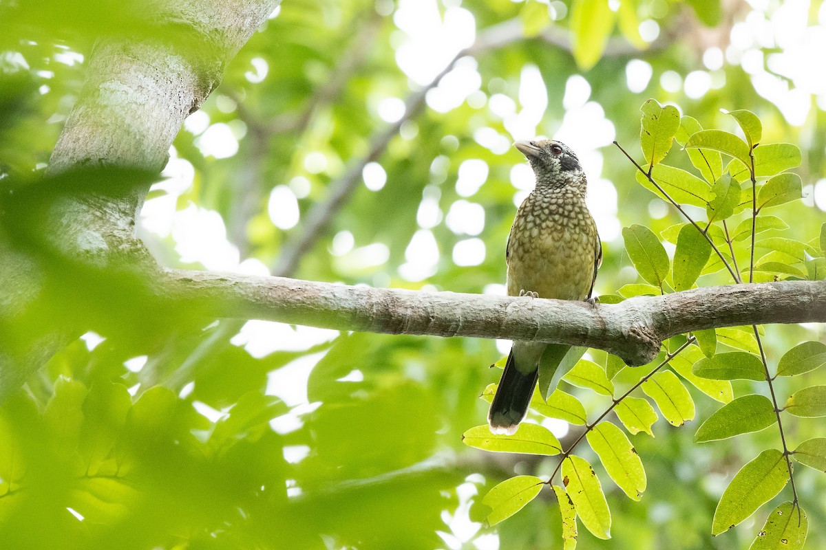 Black-eared Catbird - ML426799211