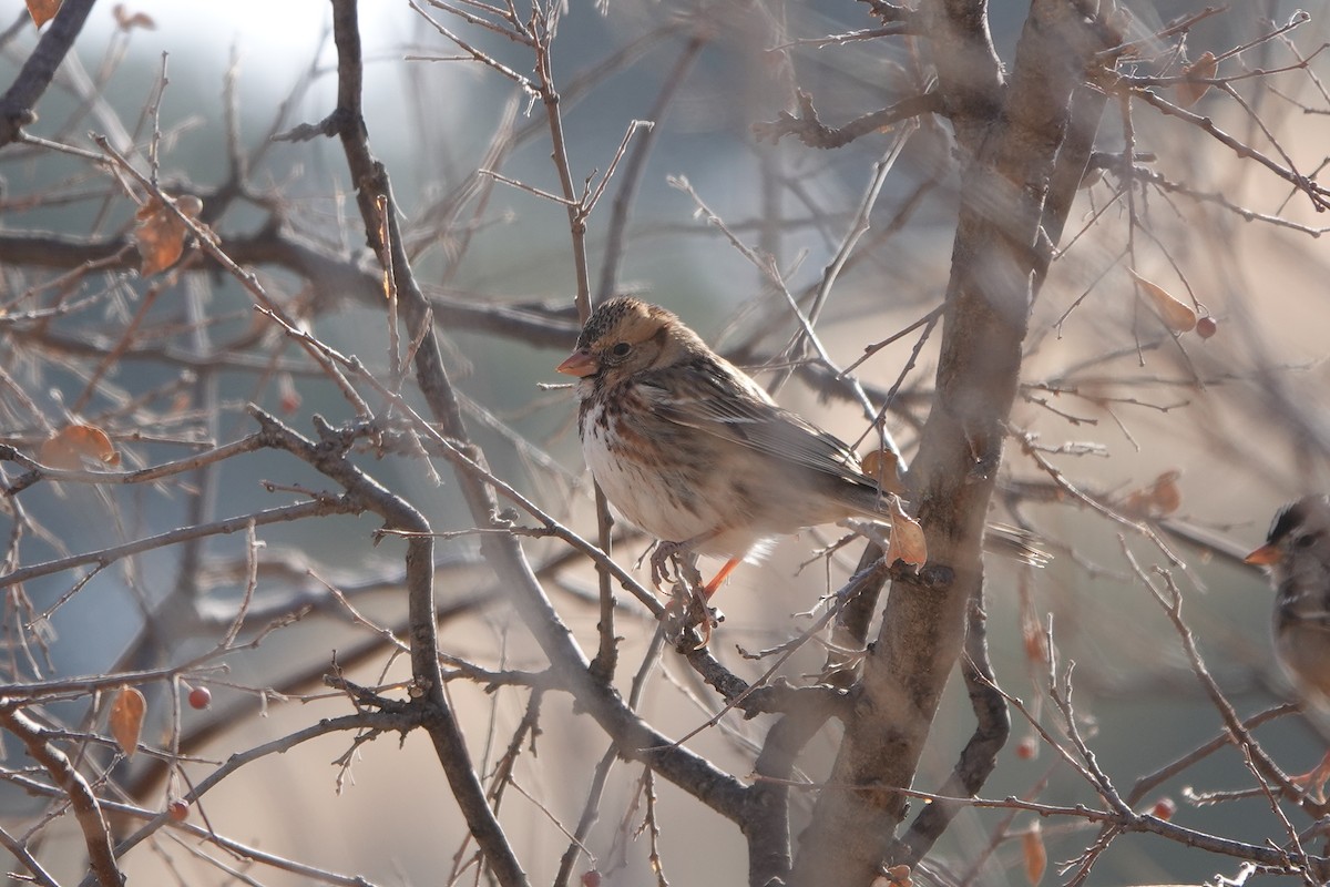 Harris's Sparrow - ML426801271