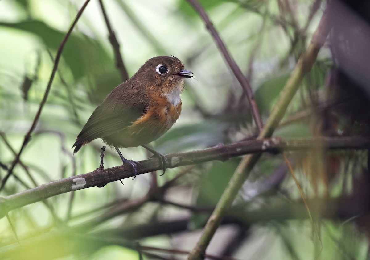 Leymebamba Antpitta - ML426801741