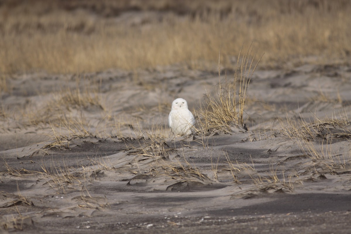 Snowy Owl - ML426804091