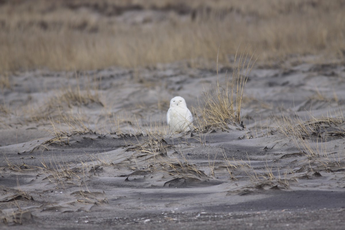 Snowy Owl - ♏️ ©️