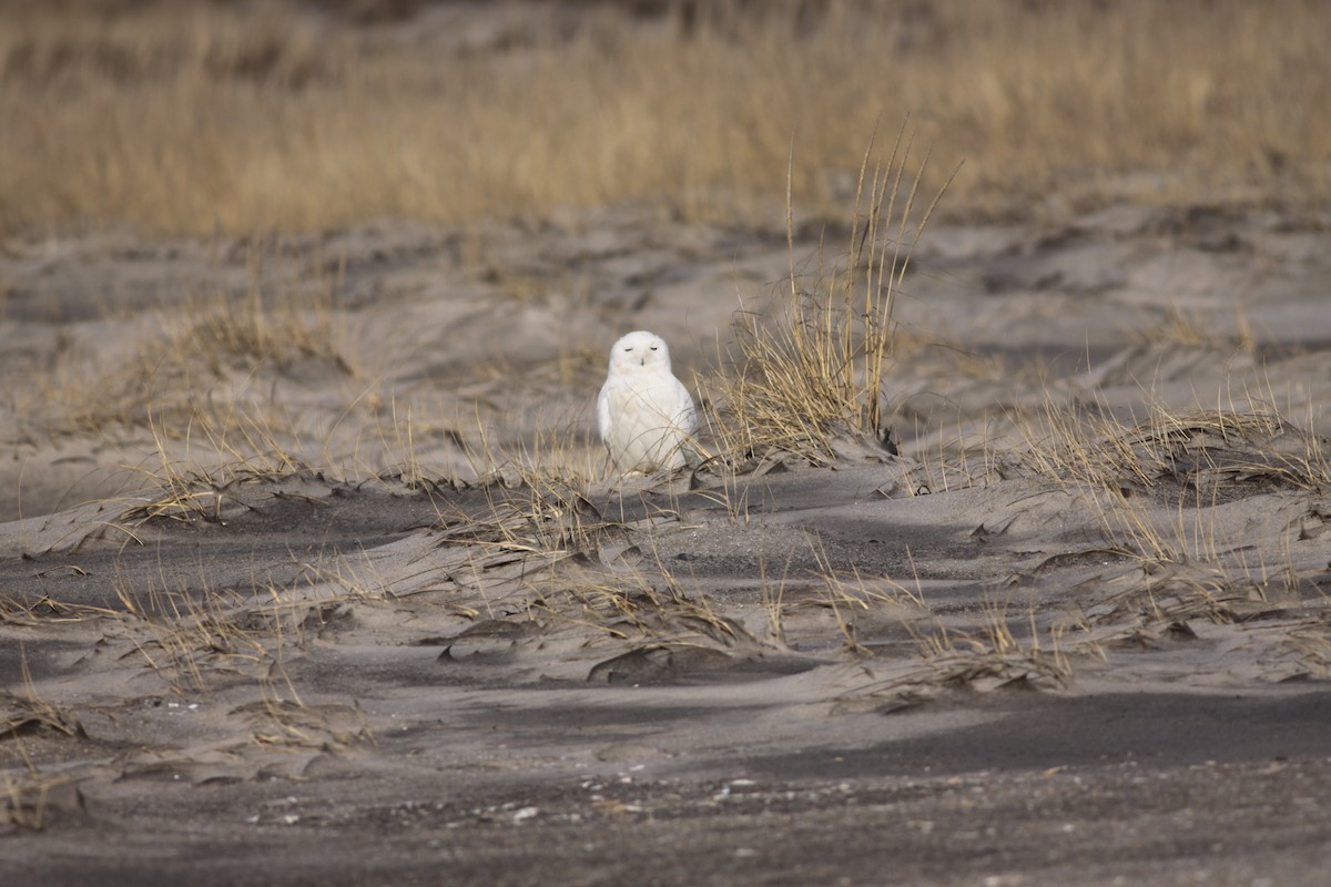 Snowy Owl - ML426804111