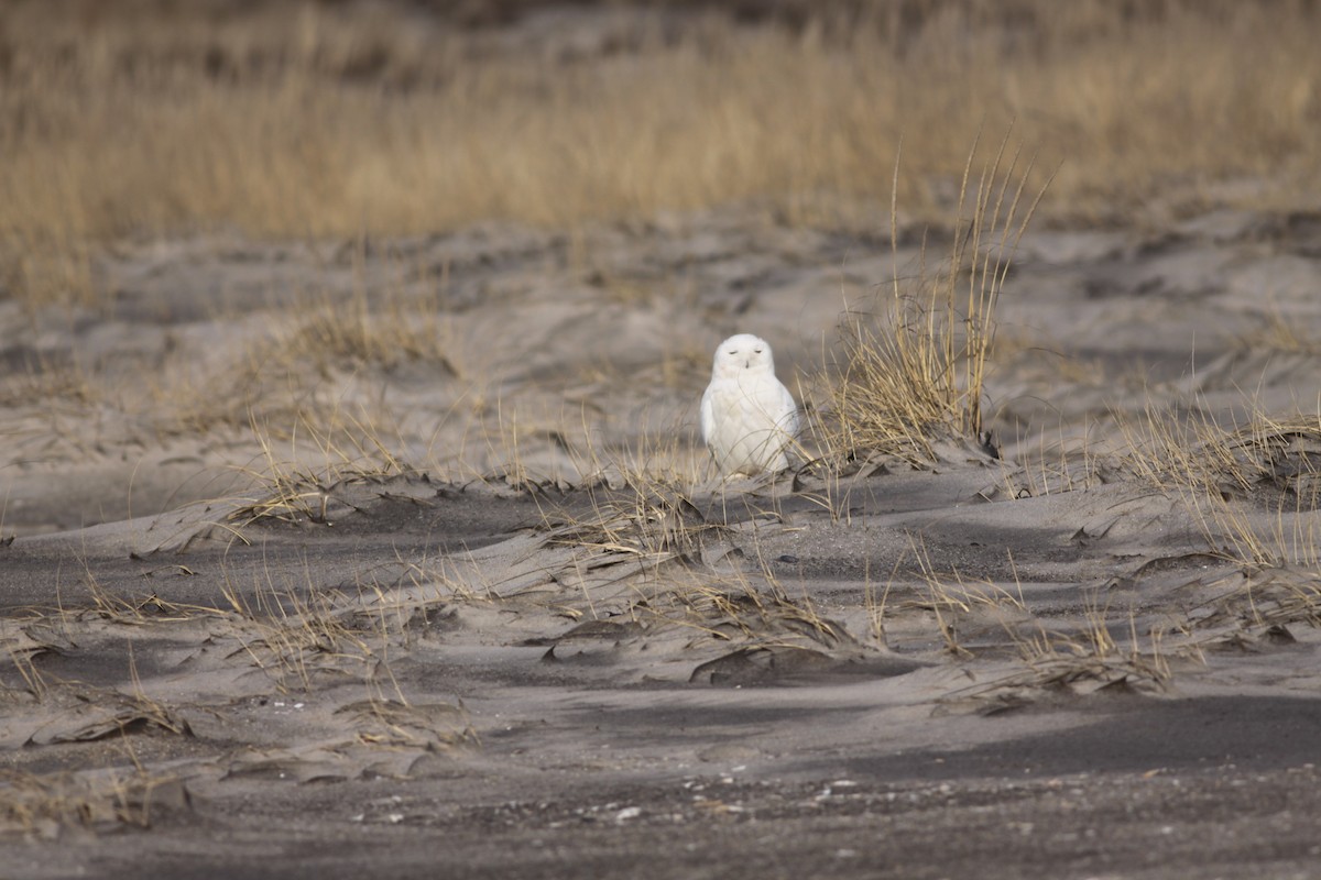 Snowy Owl - ML426804121