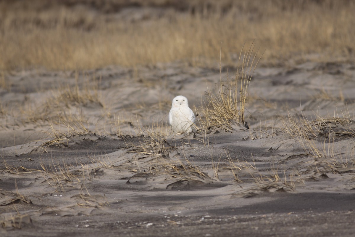 Snowy Owl - ML426804131