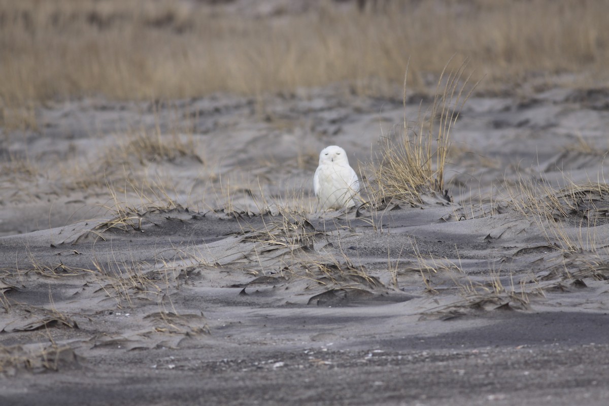 Snowy Owl - ML426804161