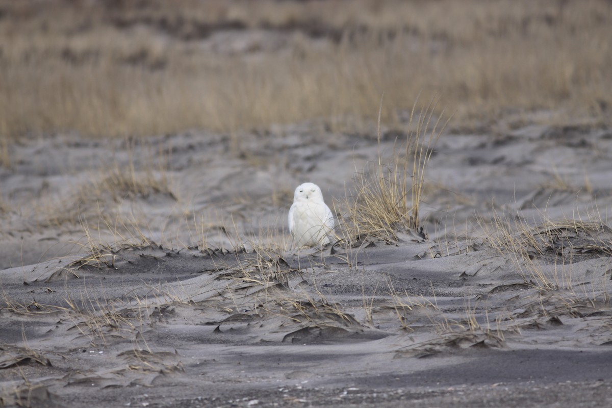 Snowy Owl - ML426804191