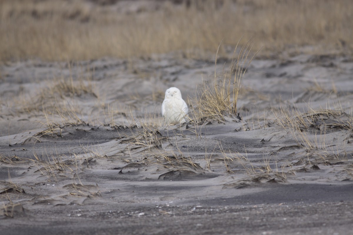 Snowy Owl - ML426804201