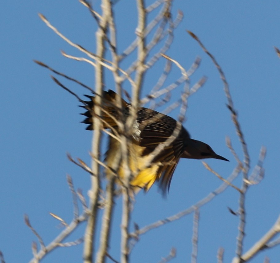 Northern Flicker (Yellow-shafted) - ML426804601