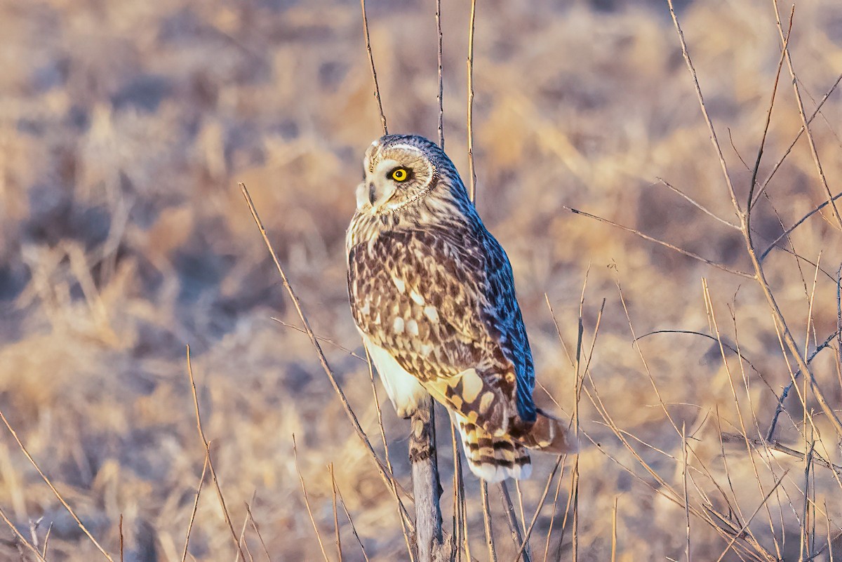 Short-eared Owl - Michael Henry