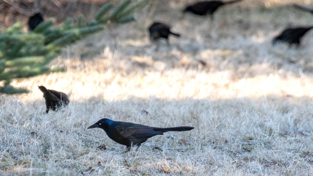 Common Grackle - ML426804961