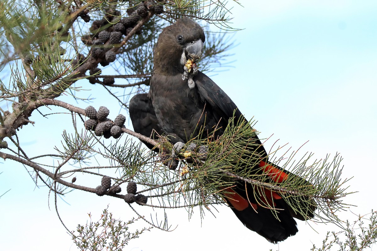 Glossy Black-Cockatoo - ML426806381