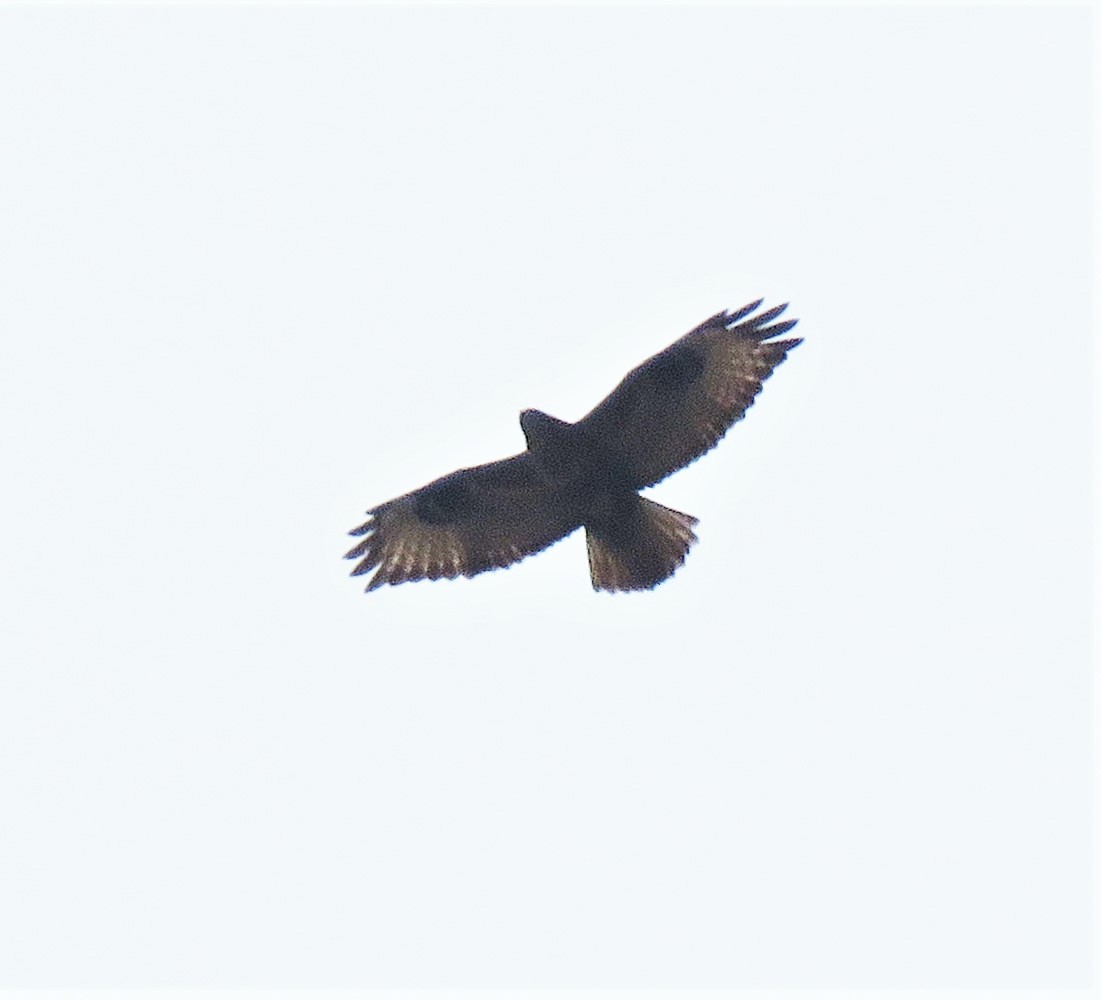 Eastern Buzzard - ML426806491