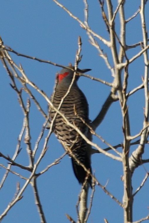 Northern Flicker (Yellow-shafted) - ML426806901