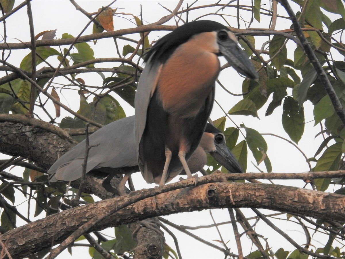 Boat-billed Heron - ML426807281