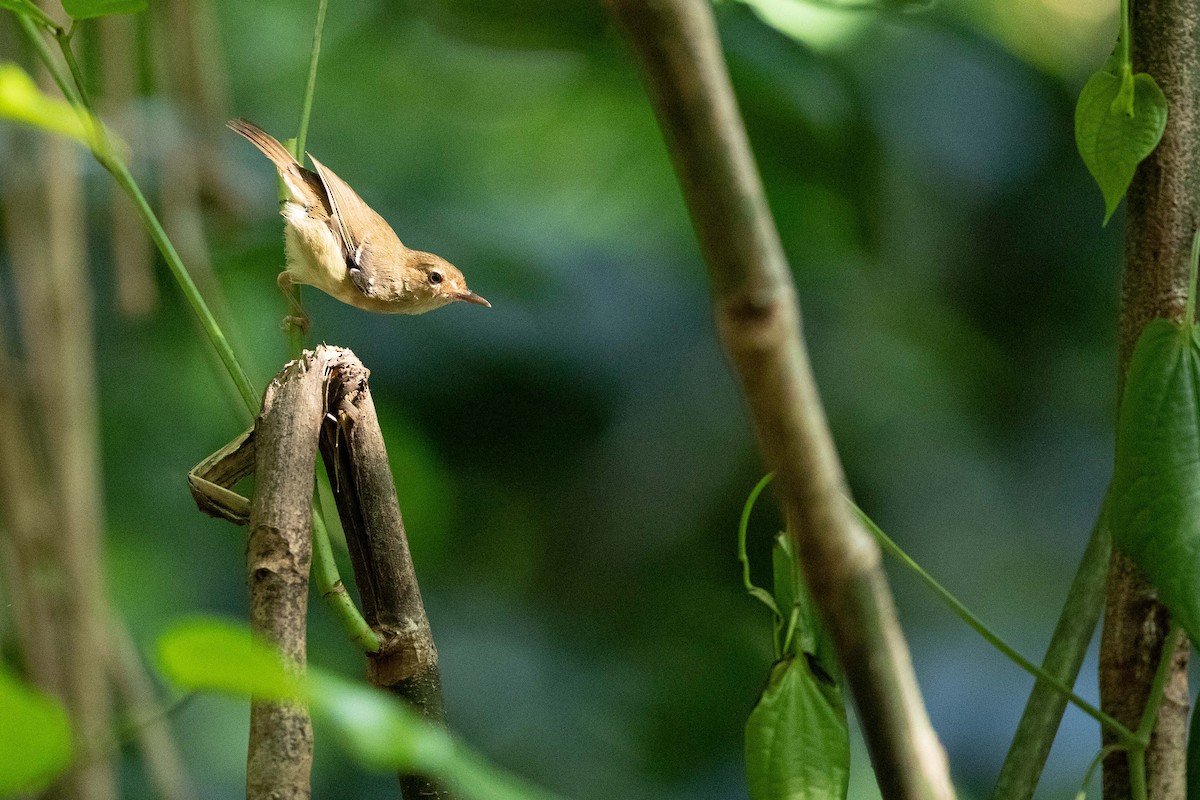 Tropical Scrubwren - ML426807661