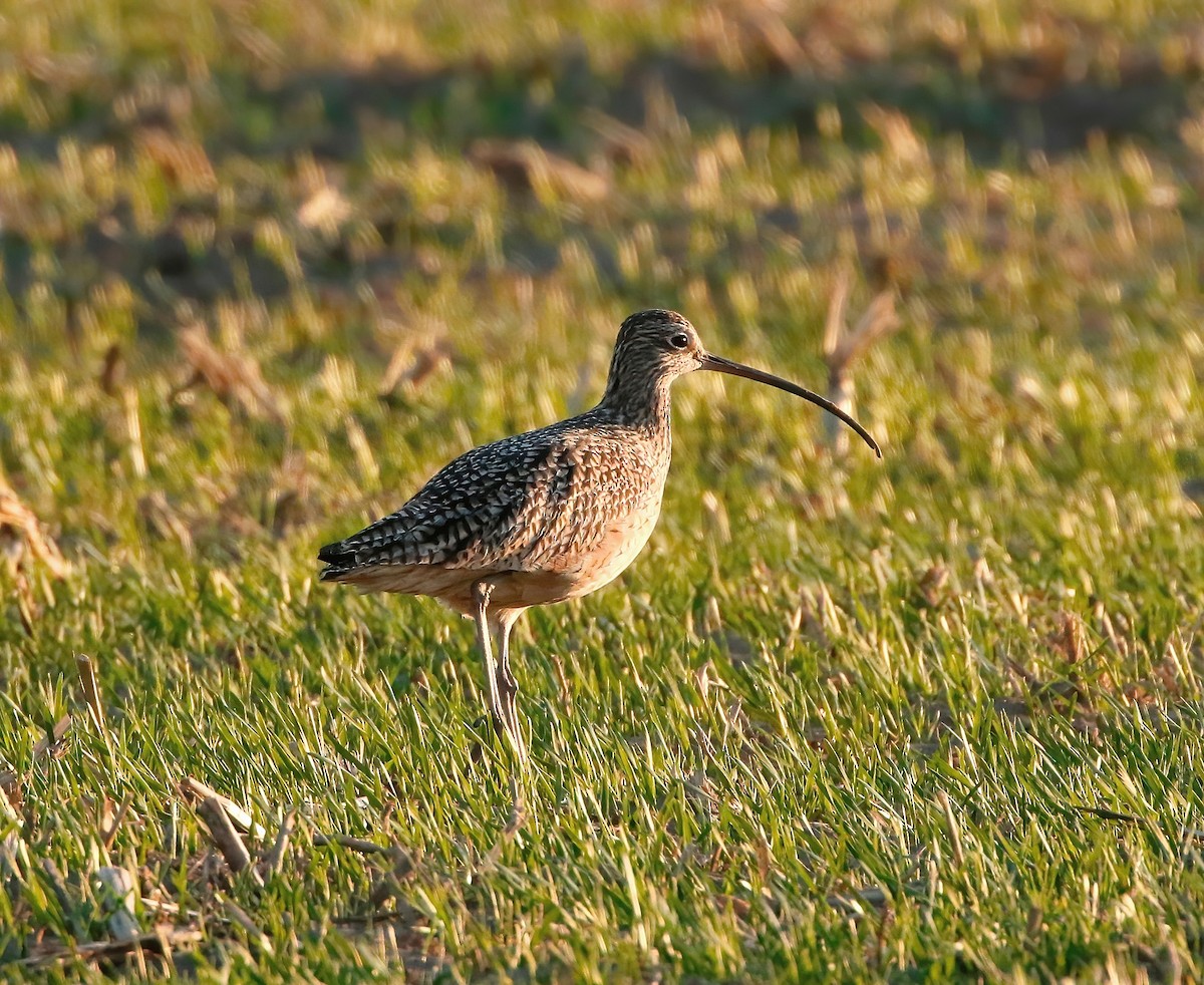 Long-billed Curlew - ML426809161