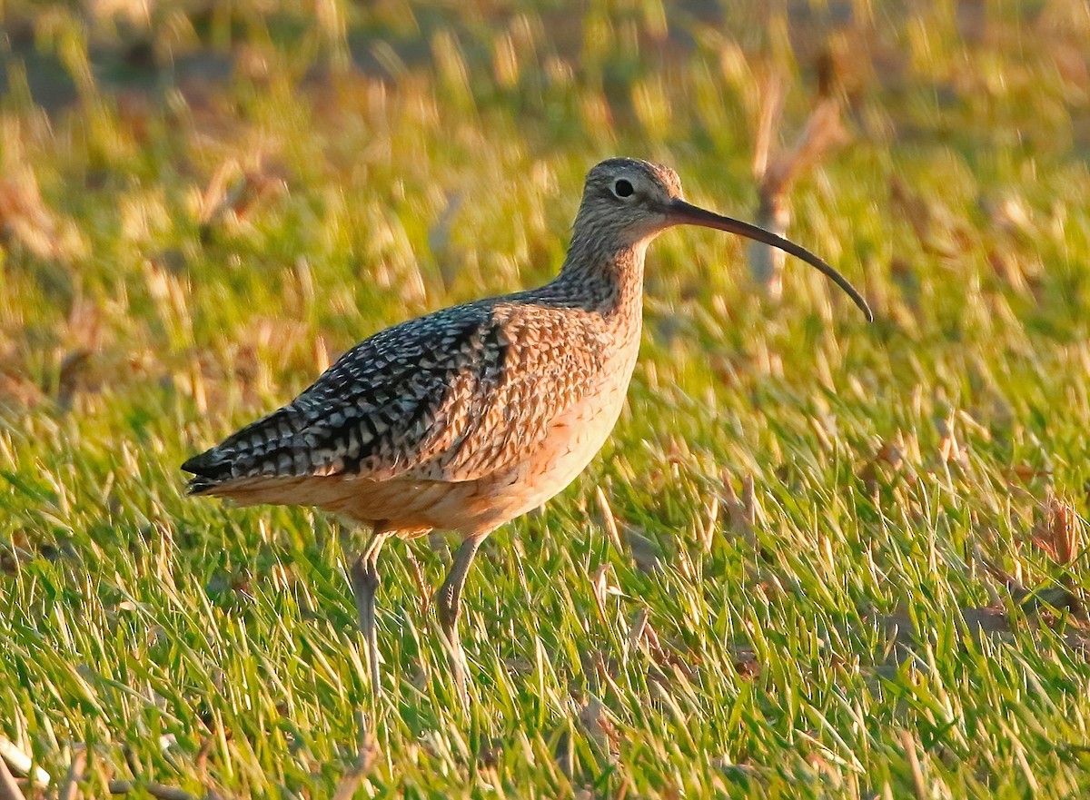 Long-billed Curlew - ML426809871