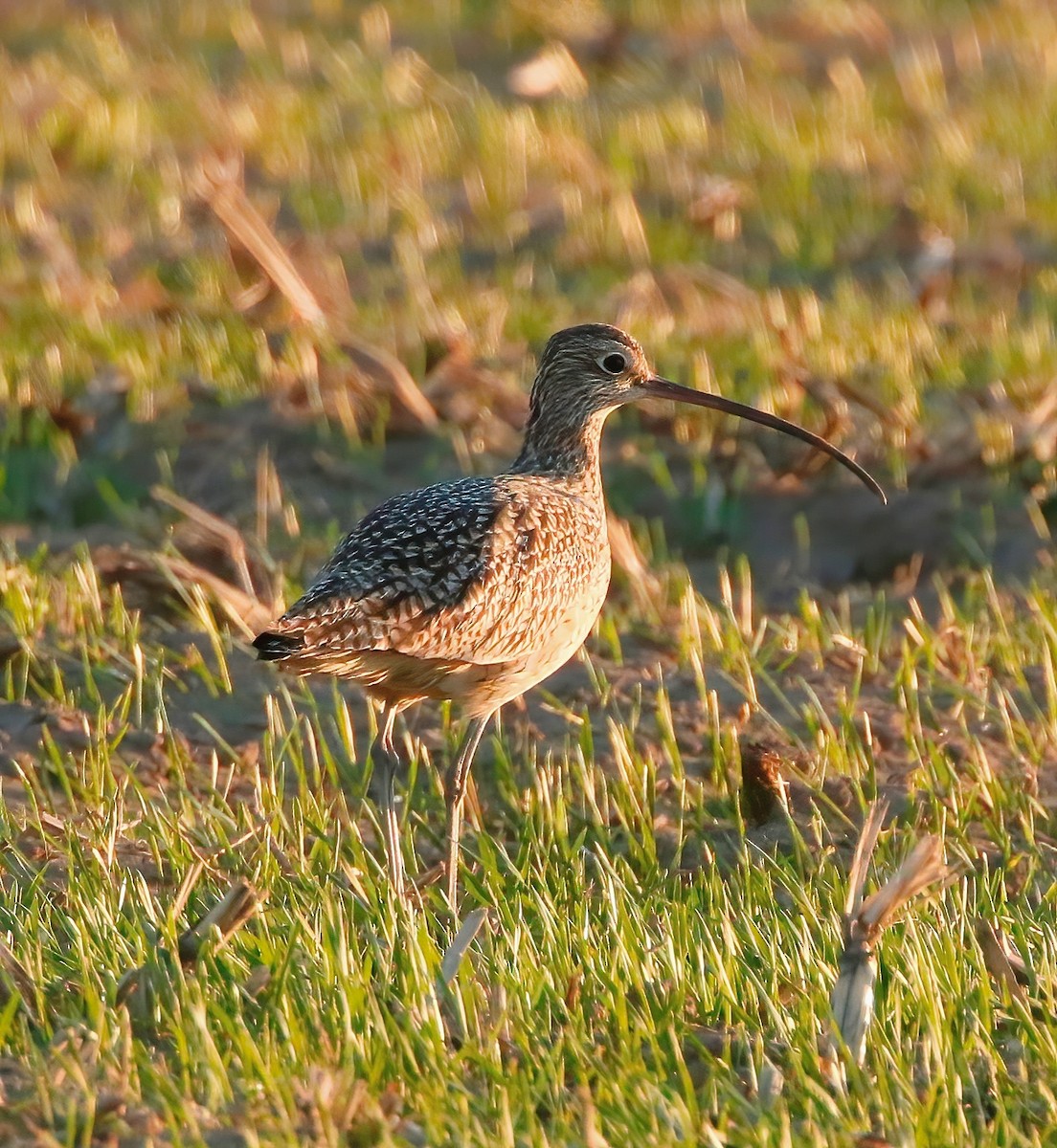 Long-billed Curlew - ML426810601