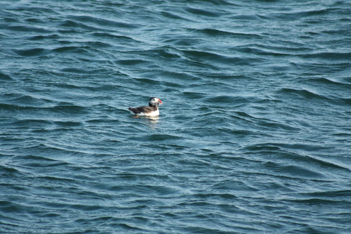 Atlantic Puffin - ML42681121