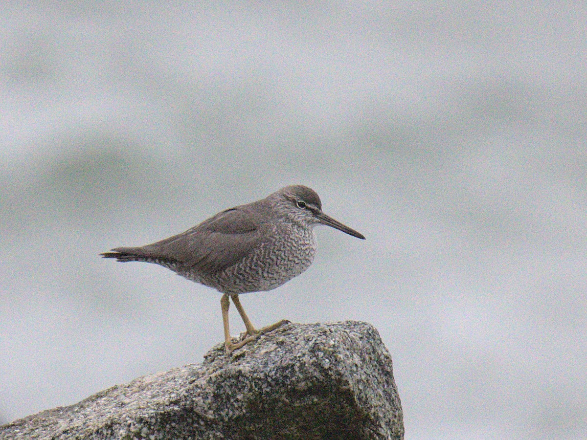 Wandering Tattler - ML426811221