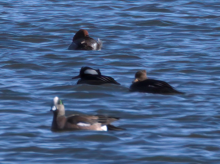 Hooded Merganser - ML426811791