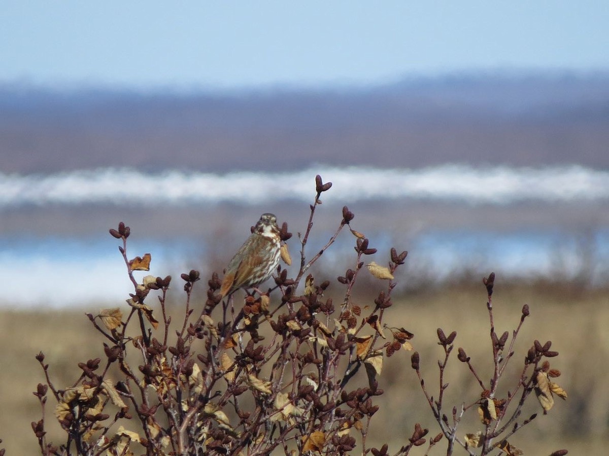 Fox Sparrow - ML42681431