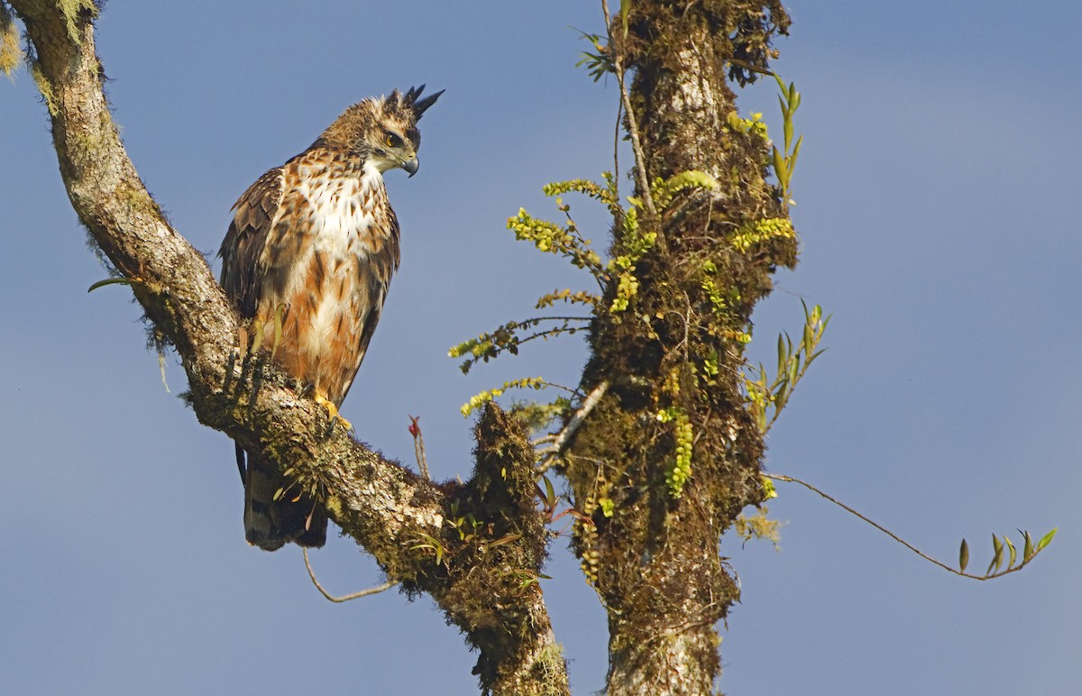 Black-and-chestnut Eagle - ML426815421