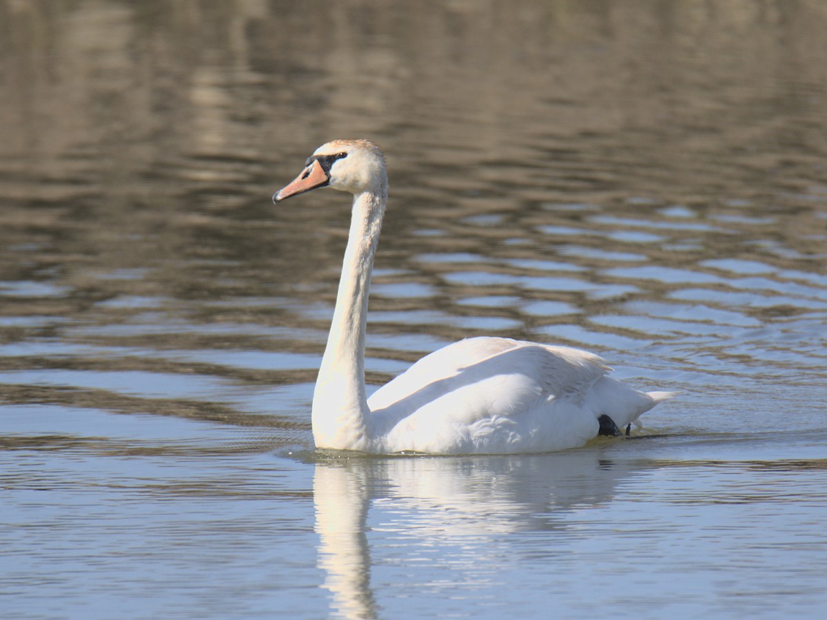 Mute Swan - ML426816101