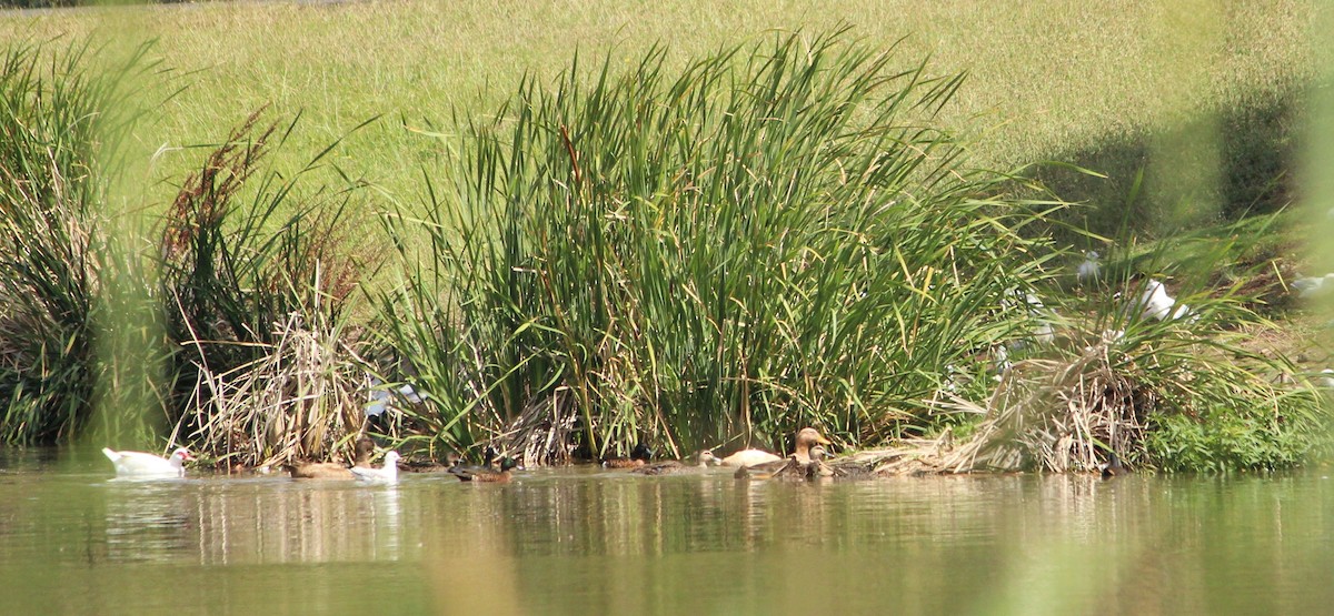 Mallard (Domestic type) - ML426816261