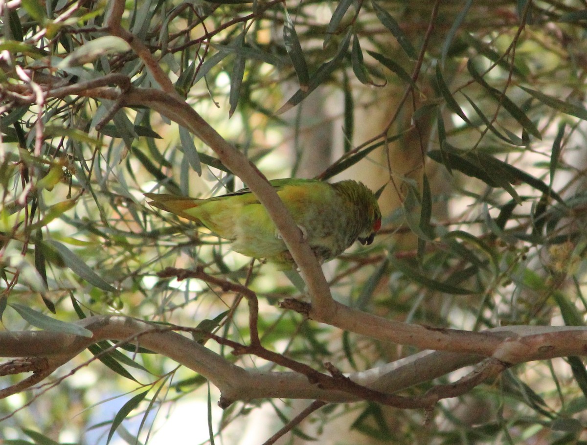 ムラサキガシラジャコウインコ - ML426816411